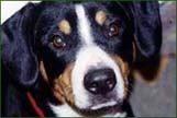 Entlebucher dogs