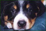 Entlebucher photos