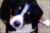Entlebucher Sennenhund