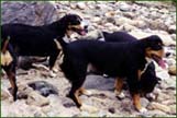Entlebucher Sennenhund