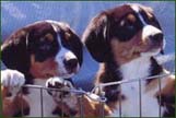 Entlebucher Sennenhund