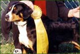 Entlebucher dogs