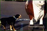 Entlebucher photos herding