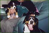 Entlebucher photos