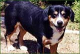Entlebucher dogs