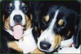 adopt Entlebucher dogs