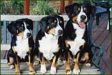 Entlebucher dog