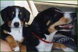 Entlebucher dog