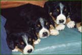 Entlebucher dog