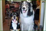 Entlebucher puppy