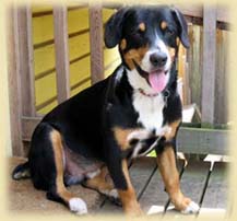 Entlebucher puppy